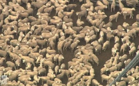 澳洲船员感染新冠导致船只搁浅，船上5.6万只绵羊只能被杀绝